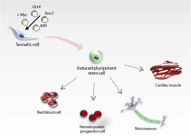 Induced Pluripotent Stem Cells – Generation and Cultivation