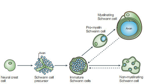 The Biological Characteristics and Separation Technology of Schwann Cell