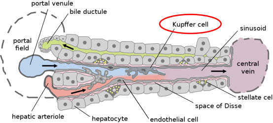 Kupffer Cells Application in Hepatic Inflammation and Fibrosis
