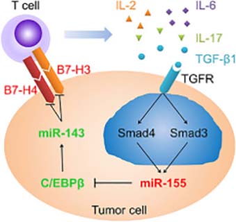 B7-H3 and B7-H4 promoted T cells to secrete immunosuppressive cytokines to maintain a tumor microenvironment.