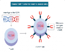 Possible target and mechanism of expanding CAR-T therapy into treating solid tumor
