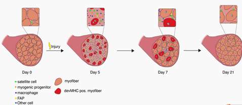 During muscle regeneration, the time course of changes in cellular composition during skeletal muscle regeneration following cardiotoxin (CTX) injury.