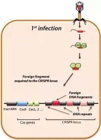 CRISPR-Cas9 System in Bacteria 1st infection