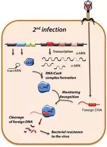 CRISPR-Cas9 System in Bacteria 2nd infection