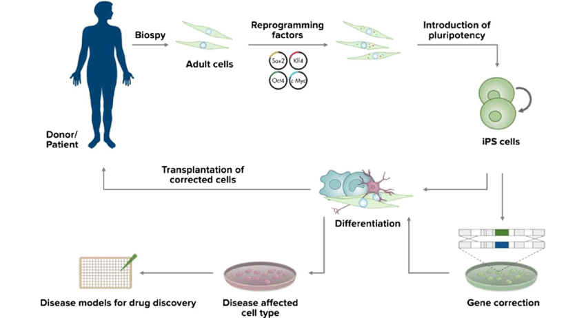 The brief introduction of inducing and research using of iPSCs