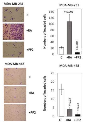 Treatment with RA markedly increased cell invasion in MDA-MB-231 cells and inhibits the proliferation of MDA-MB-468 cells