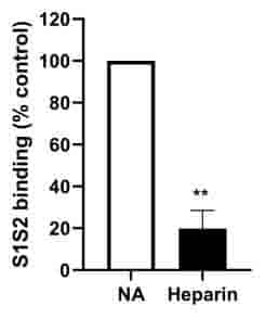 Unfractionated heparin inhibits S1S2 binding to RT4 cells (p<0.01)