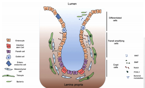 Study on the Function of Intestinal Epithelial Cell and Its Isolation and Culture