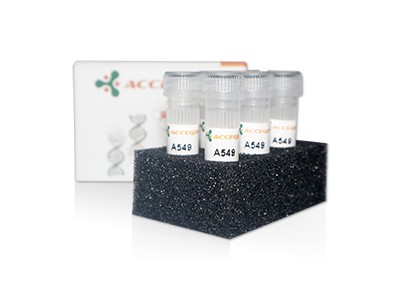 AcceGen product a549 cell line