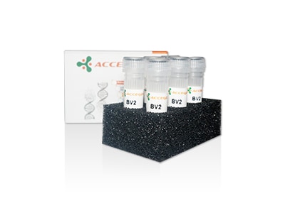 AcceGen product bv-2 cell line