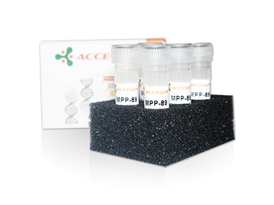 AcceGen product mpp-89 cell line