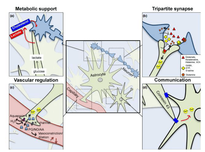 The many roles of the astrocyte