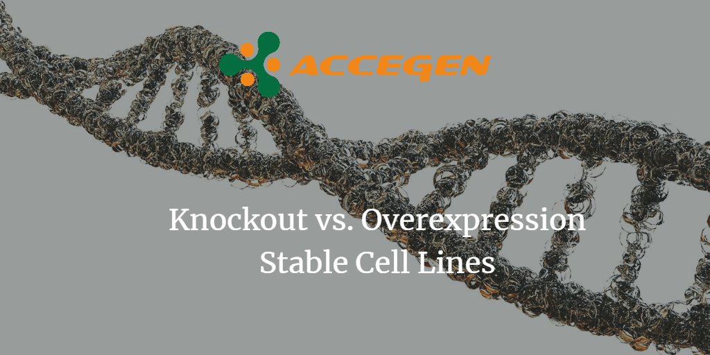 Knockout cell lines and overexpression cell lines, which is better