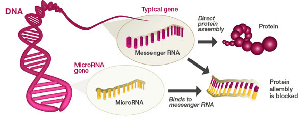 microRNA for gene expression
