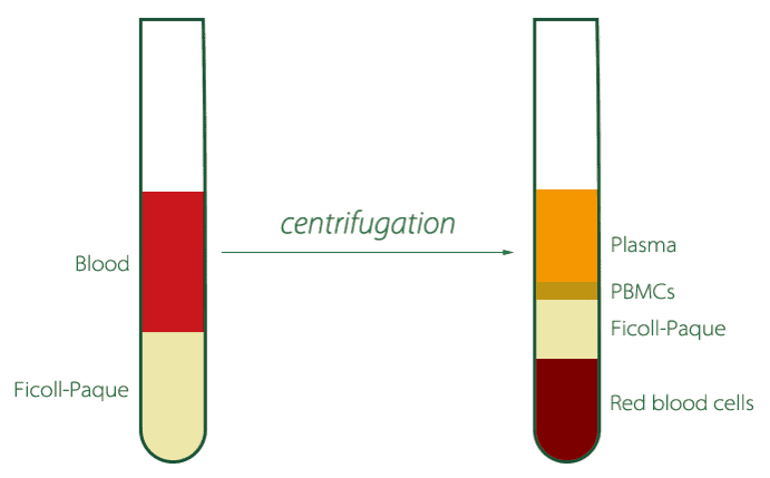 PBMCs Isolation by Density gradient centrifugation