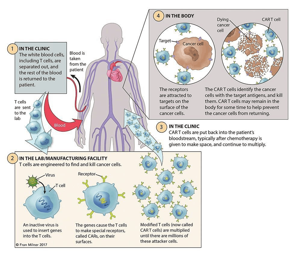CAR-T Cell Therapy System