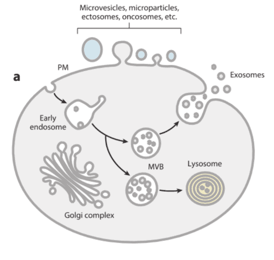 Schematic representation of the different types of EVs released by eukaryotic cells