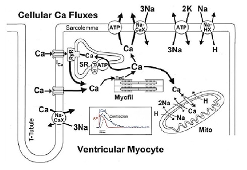 Ca2+transport in ventricular myocytes