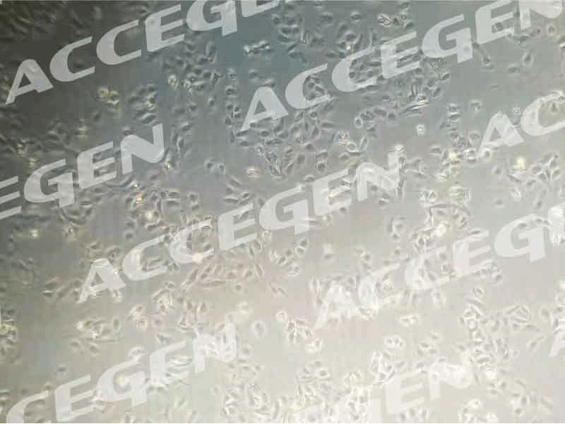 AcceGen Huh-7 Cells