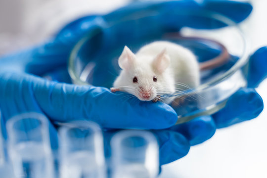 laboratory mice for cell biology research