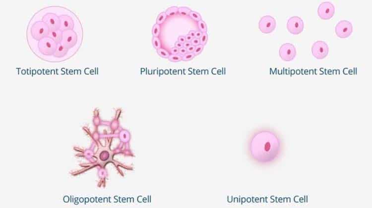 5 types of stem cells