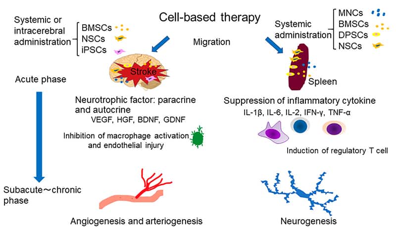 Overview of proposed mechanism of cell-based stroke therapies