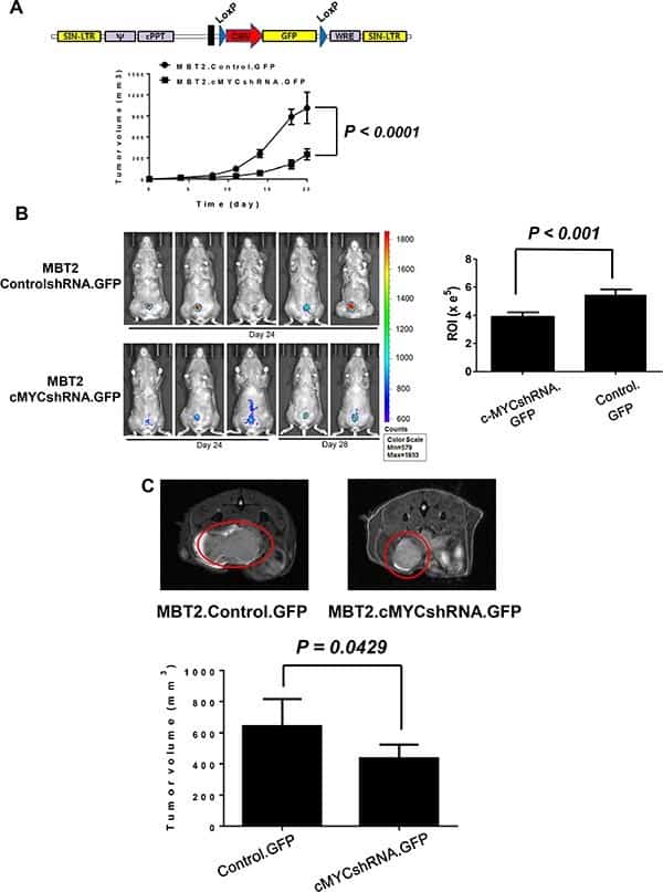 Figure.2 Growth-controllable bladder cancer mouse model based on the MBT-2 cell line.