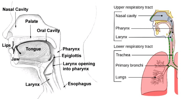The structure of Nasal cavity and respiratory system