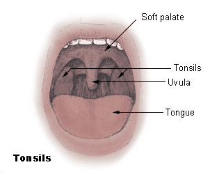 Tonsil and the Applications of Human Tonsil Primary Cells