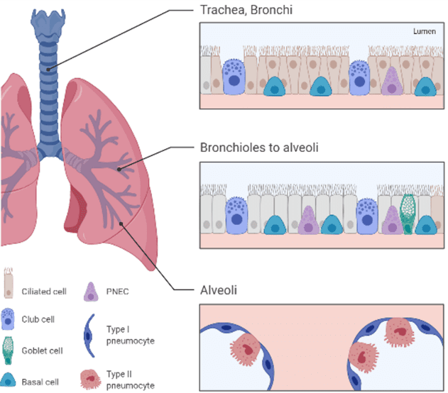 trachea cell diagram