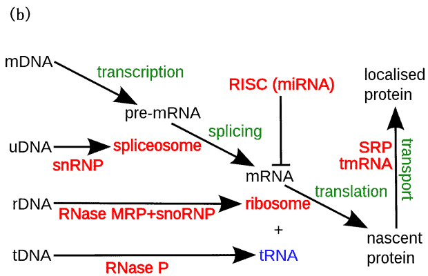 Complementation of the central dogma by noncoding RNAs