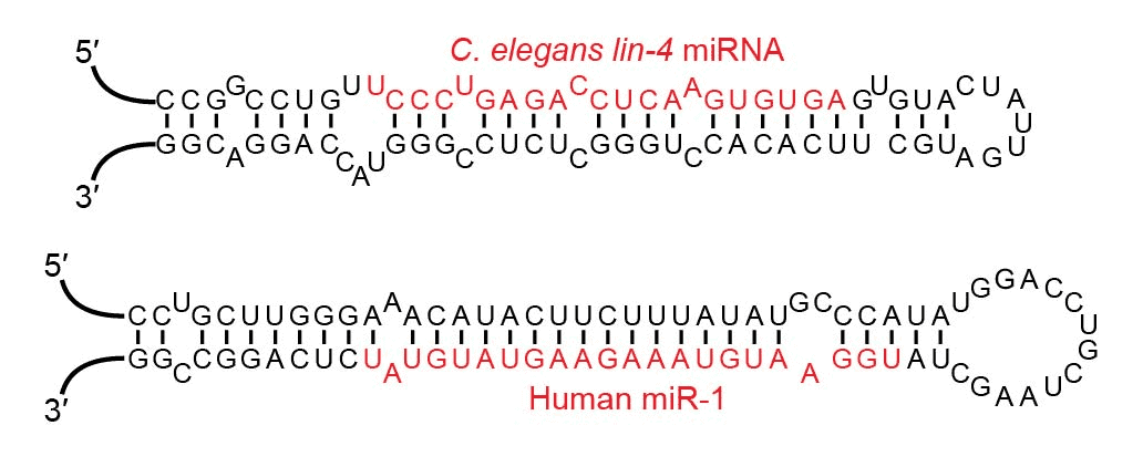 Structure of Pre-miRNA