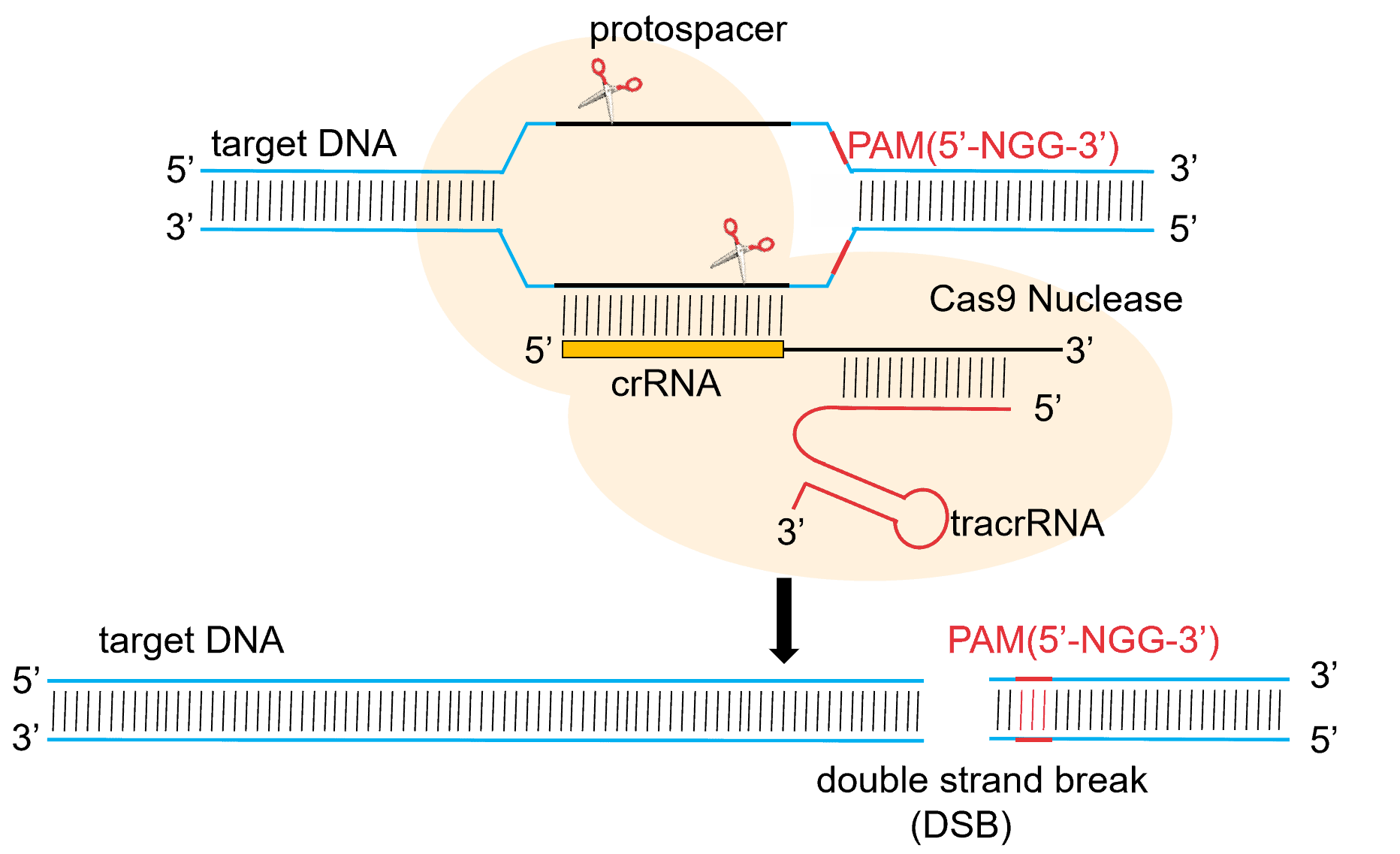 Characteristics and Applications of CRISPR/Cas9