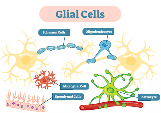 A Brief Overview of Human Glial Cells