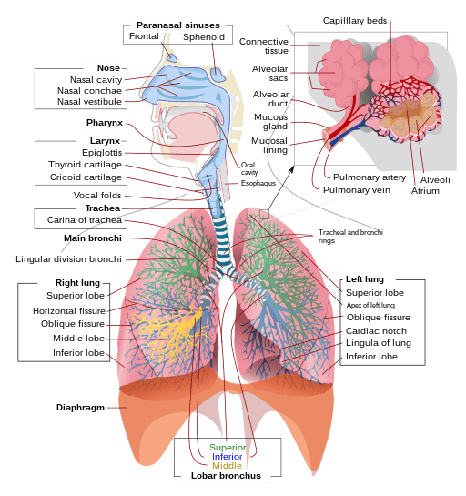 Respiratory System Primary Cells