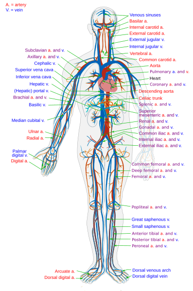 The Cardiovascular System Primary Cells