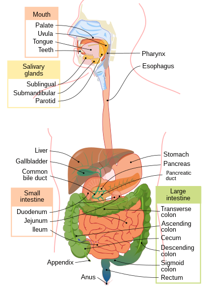 Digestive System Primary Cells